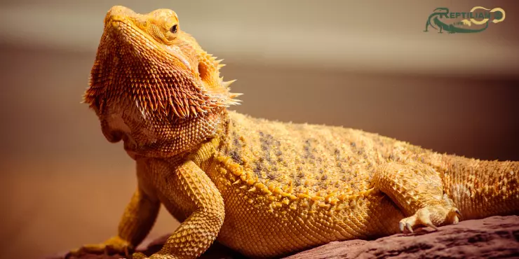 Bearded Dragon