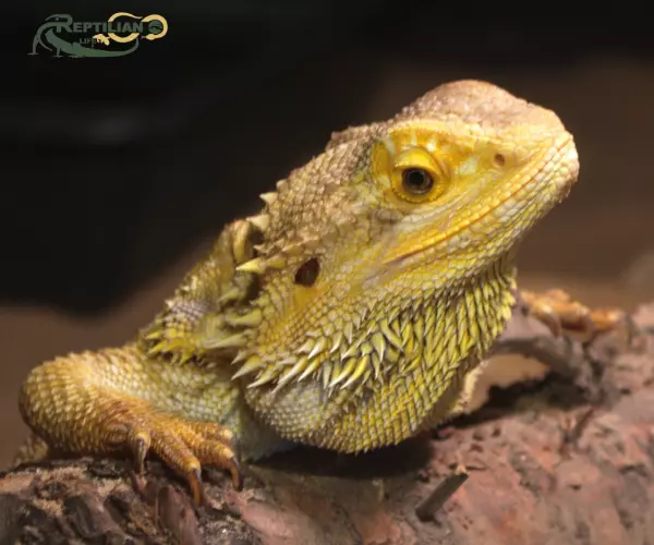 Bearded Dragon