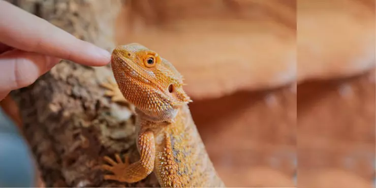 Bearded Dragon