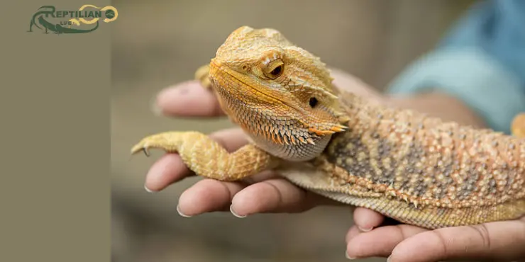 Bearded Dragon