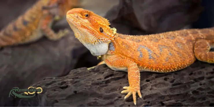 Bearded Dragon