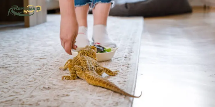 Bearded Dragon