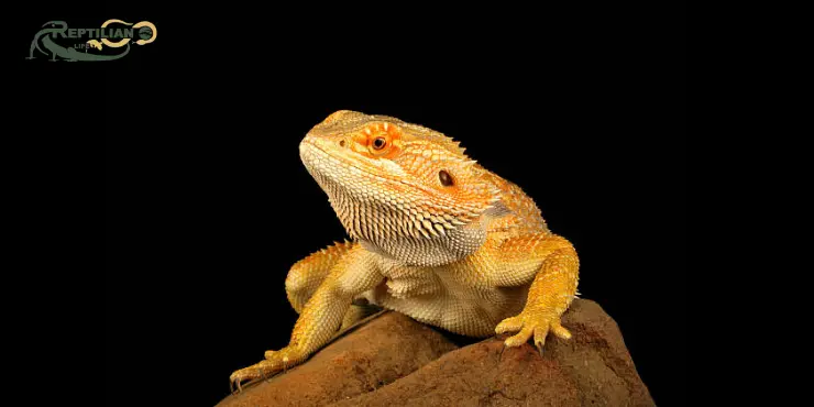 Bearded Dragon