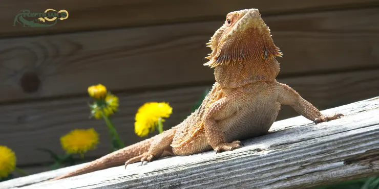 Bearded Dragon