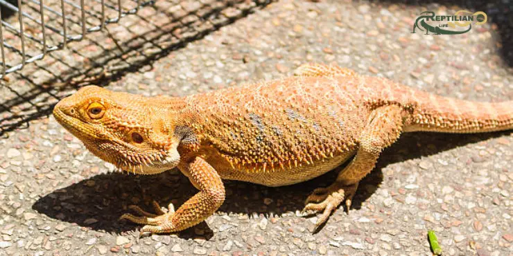 Bearded Dragon 