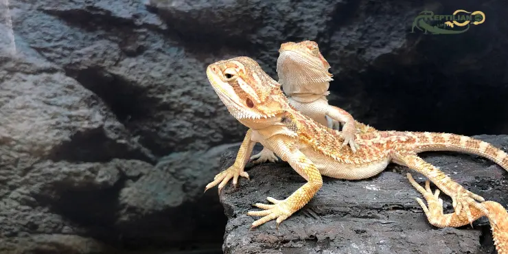 Bearded Dragon 