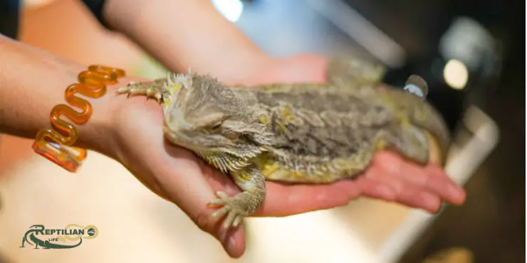 Bearded Dragon