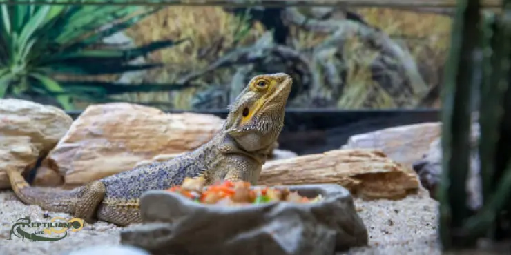 Bearded Dragon