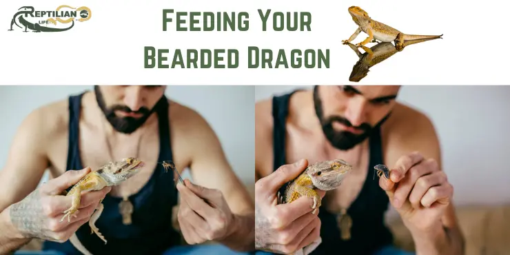 Bearded Dragon