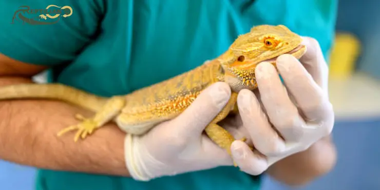 Bearded Dragon 