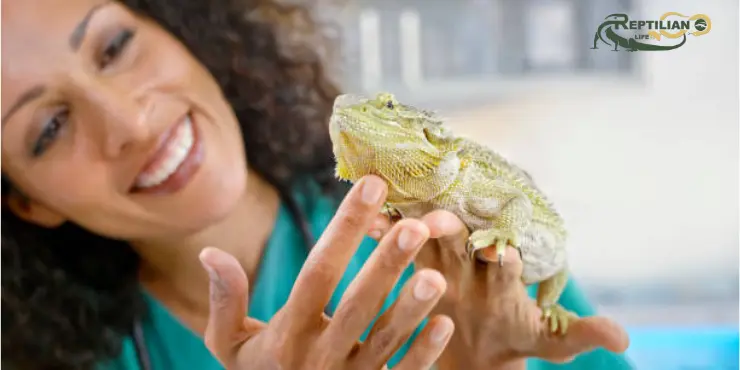 Bearded Dragon
