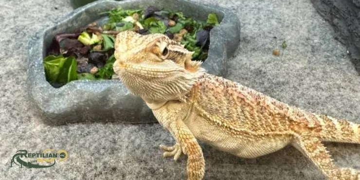 Bearded Dragon