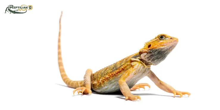 Can Bearded Dragons Eat Spinach - Bearded Dragon Eat Spinach