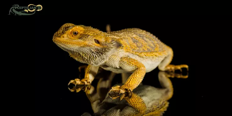 Bearded Dragon Eat Spinach