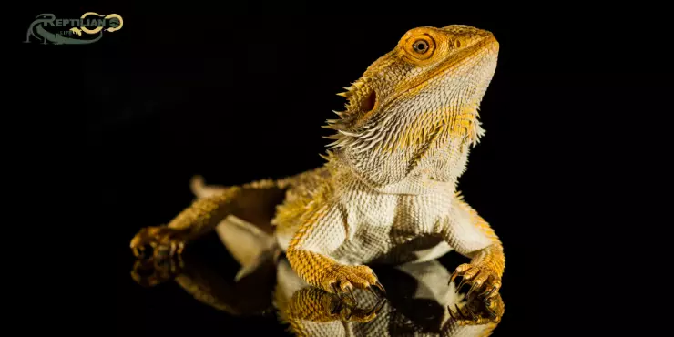 Bearded Dragon Eat Spinach