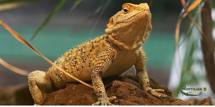 Bearded Dragon Eat Spinach