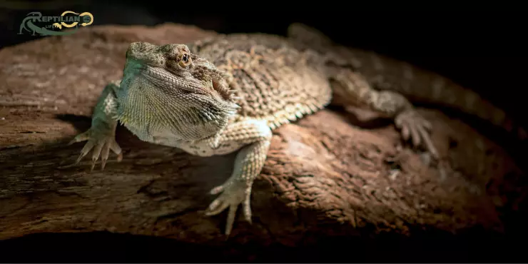 Bearded Dragon Eat Spinach 