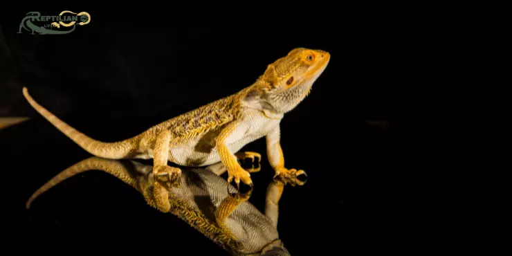 Bearded Dragon Eat Spinach 