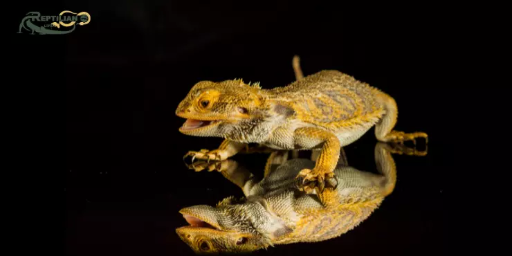 Bearded Dragon Eat Spinach