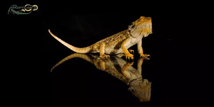 Bearded Dragon Eat Spinach