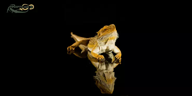 Bearded Dragon Eat Spinach