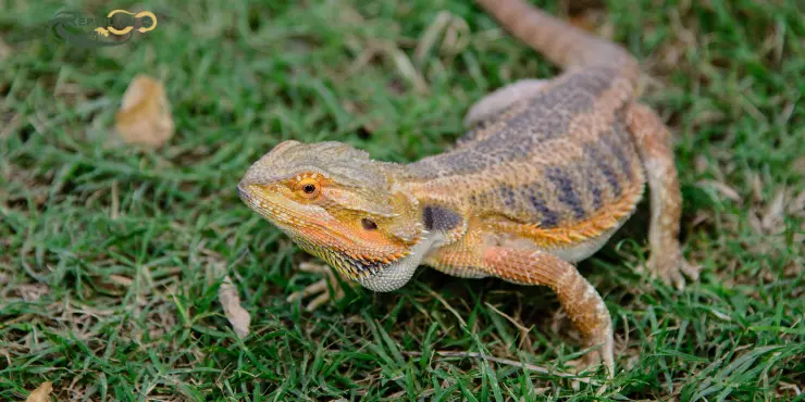 Bearded Dragon Eat Spinach
