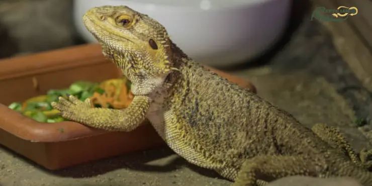 Bearded Dragon Eat Spinach