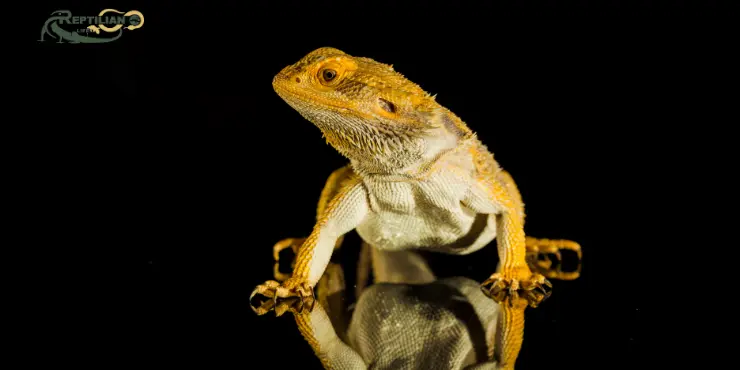 Bearded Dragon Eat Spinach