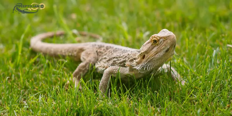 Bearded Dragon Eat Spinach