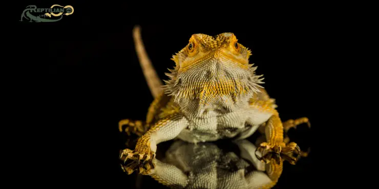 Bearded Dragon Eat Spinach