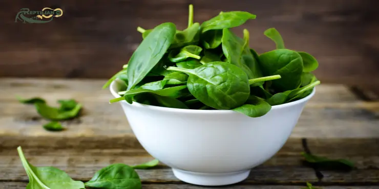 Bearded Dragon Eat Spinach