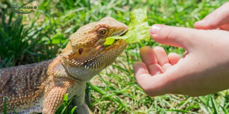 Bearded Dragon Eat Spinach