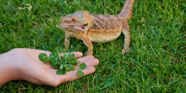 Bearded Dragon Eat Spinach 