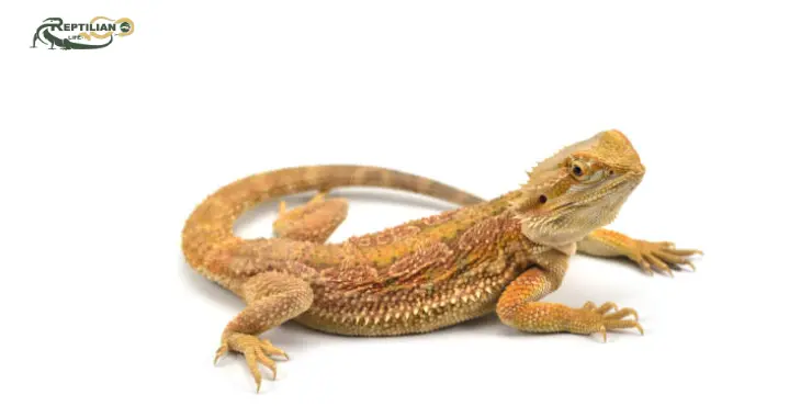 Bearded Dragon Eat Spinach