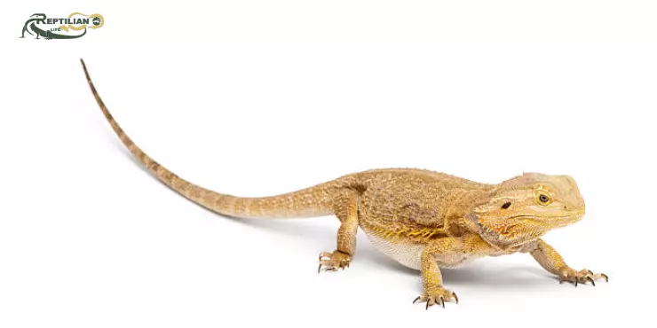 Bearded Dragon Eat Spinach