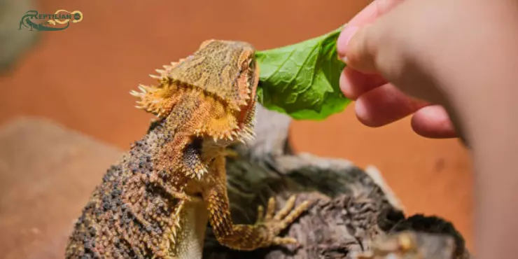 Bearded Dragon Eat Spinach