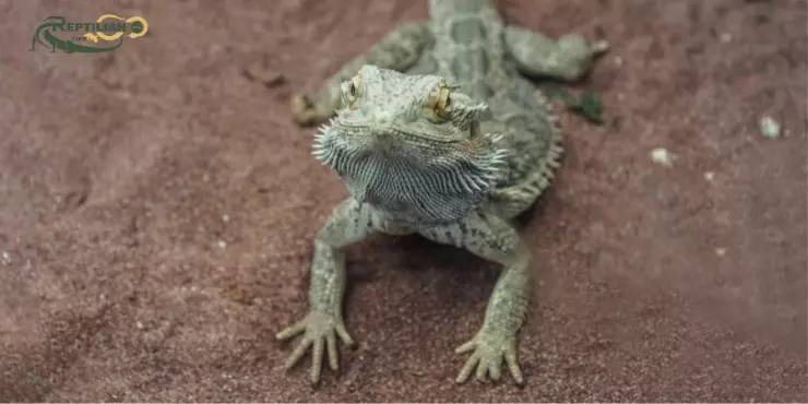 Bearded Dragon Eat Spinach