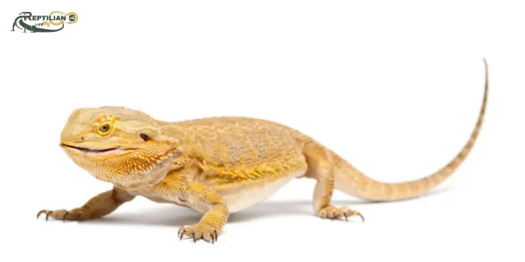 Bearded Dragon Eat Spinach