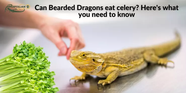 Can Bearded Dragons Eat Celery: A Great Dragon Diet (2024)