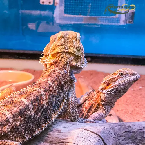 Captivity Bearded Dragon