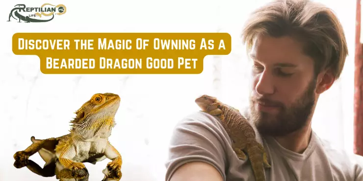 Are bearded dragons good pets Discover The Magic Of Owning As A Bearded Dragon Good Pet