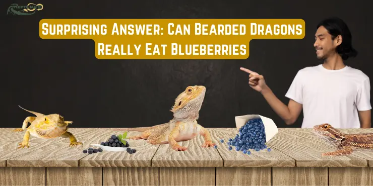 Surprising Answer Can Bearded Dragons Really Eat Blueberries
