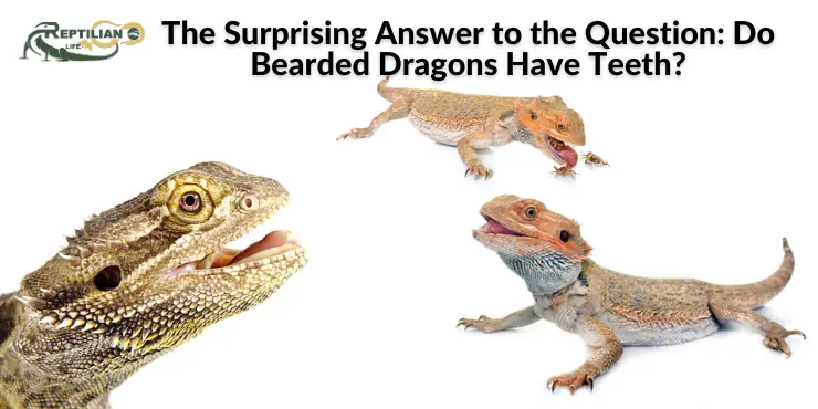 The Surprising Answer to the Question: Do Bearded Dragons Have Teeth?