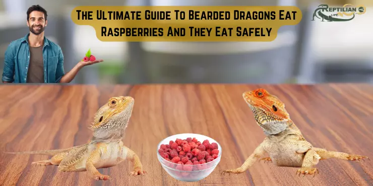The Ultimate Guide To Bearded Dragons Eat Raspberries, And They Eat Safely!