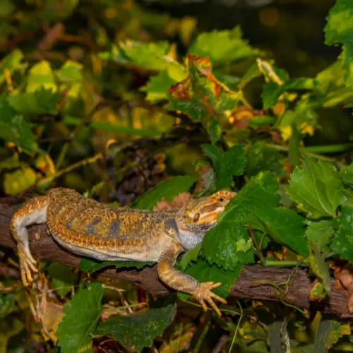 Wild Bearded Dragon